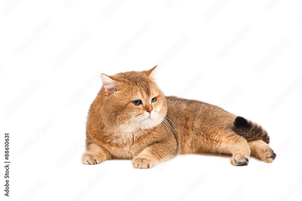 Obraz premium British gold ticked cat with green eyes on a white background.