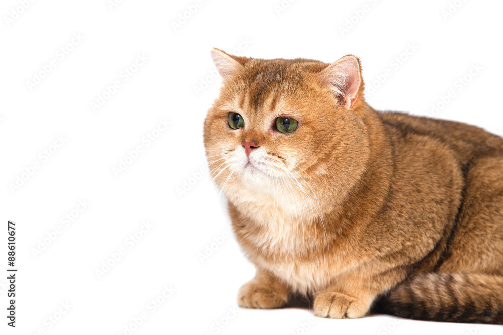 British gold ticked cat with green eyes on a white background. British gold ticked cat with green eyes on a white background.