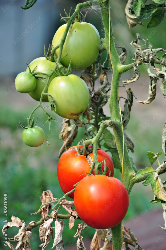 Tomatos in a vegetable garden