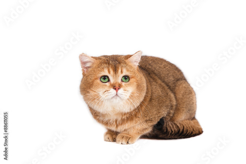 British gold ticked cat with green eyes on a white background.