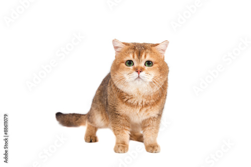 British gold ticked cat with green eyes on a white background.