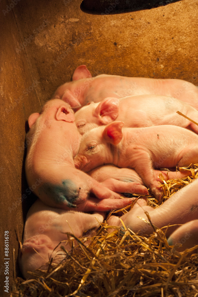 Baby Pigs Feeding from sow