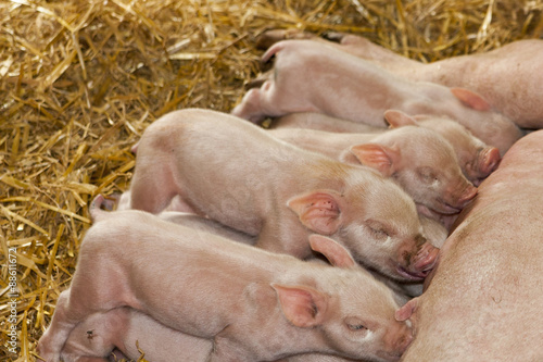 Photography Baby Piglets Feeding from Mummy Pig