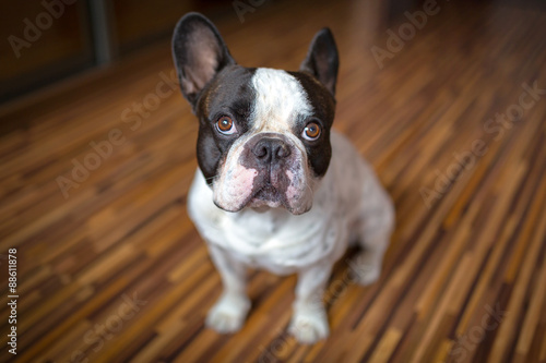 French bulldog at home