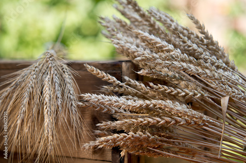 barley and wheat