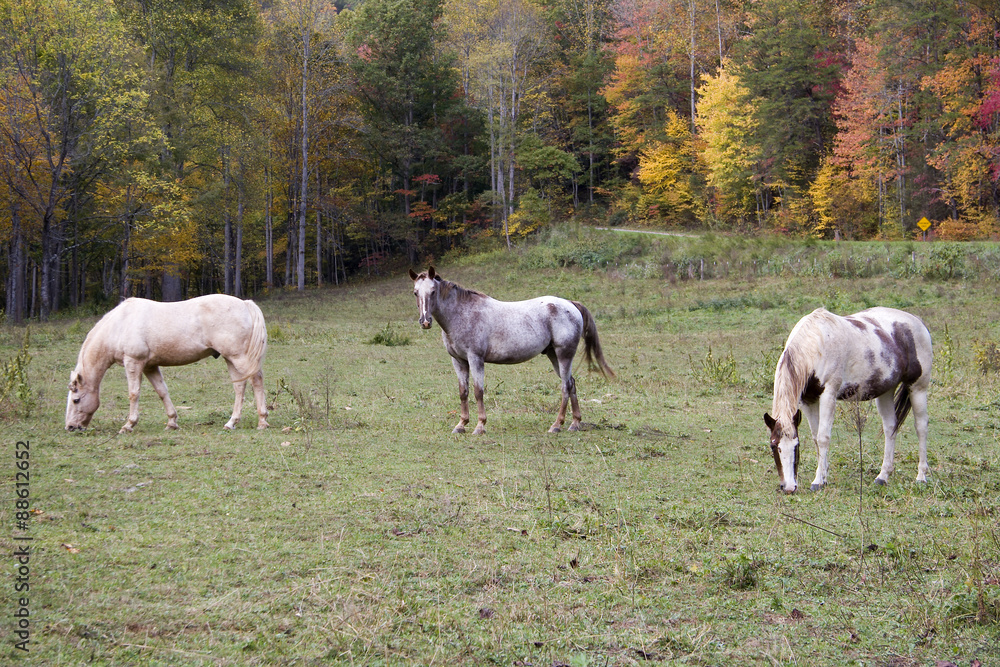 Horses in a Pasture