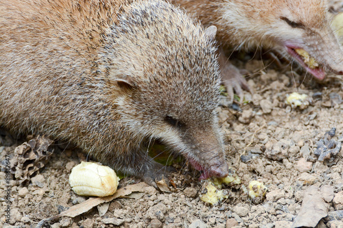 Lesser Hedgehog Tenrec , Echinops telfairi, it is endemic to Mad photo