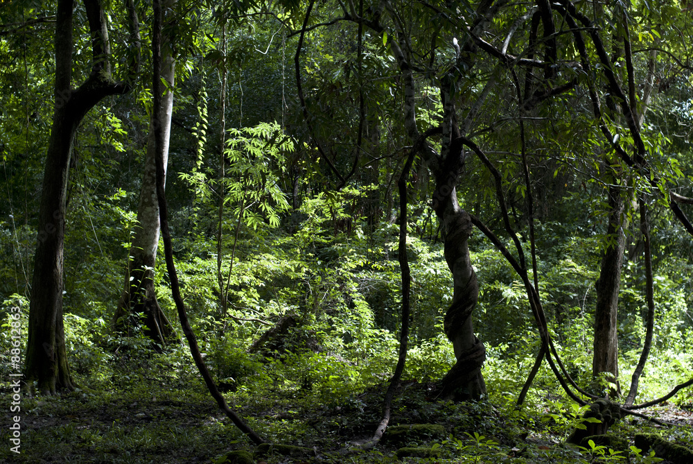 Interesting looking tree in a forest Interesting looking tree in a forest