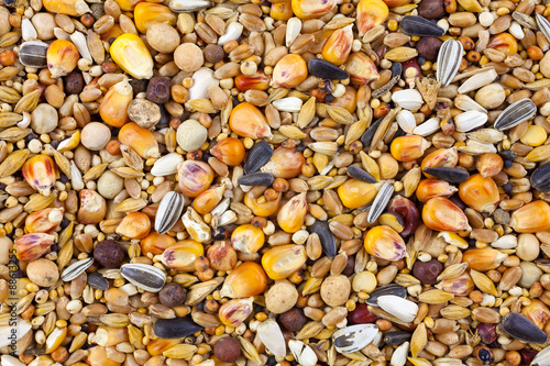 Mixed bird seed close up