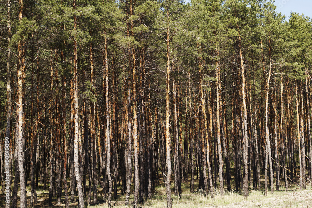 Pine forest Pine forest