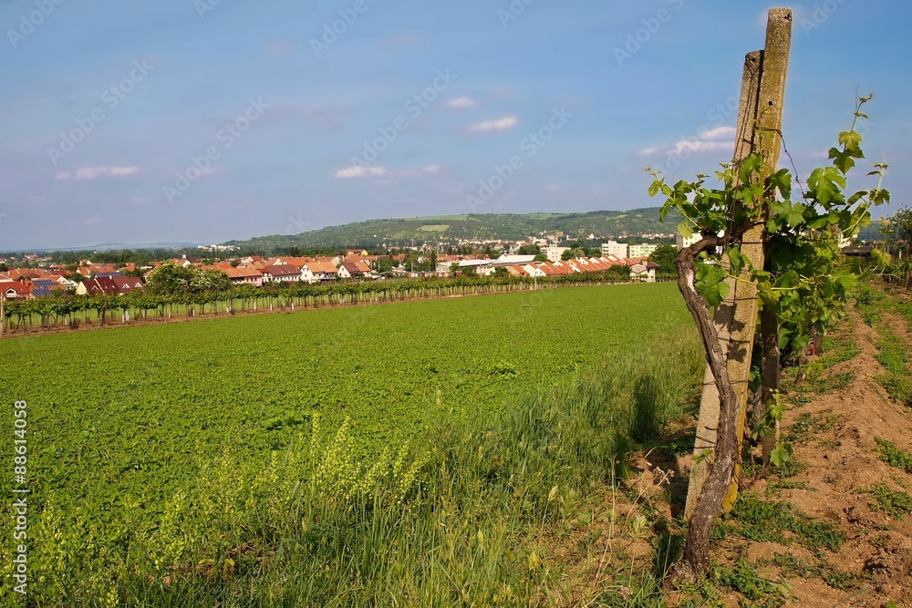 Panorama town near the vineyards. 