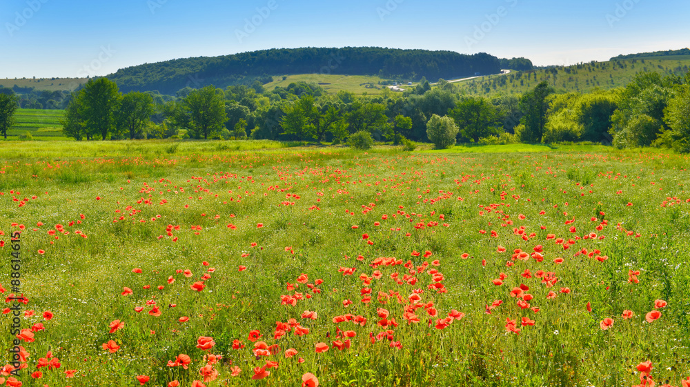 Poppies in summer countryside