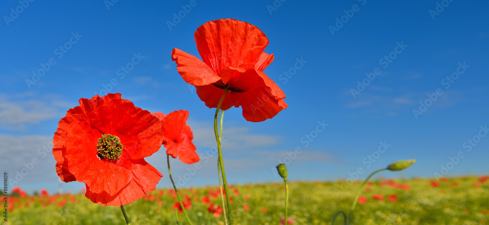 Obraz premium Poppies