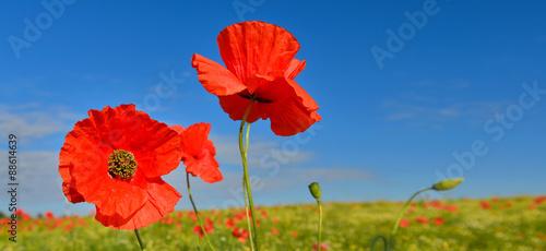 Poppies