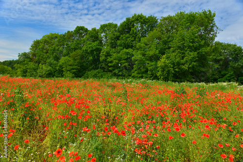 Green meadow with poppies in summer countryside
