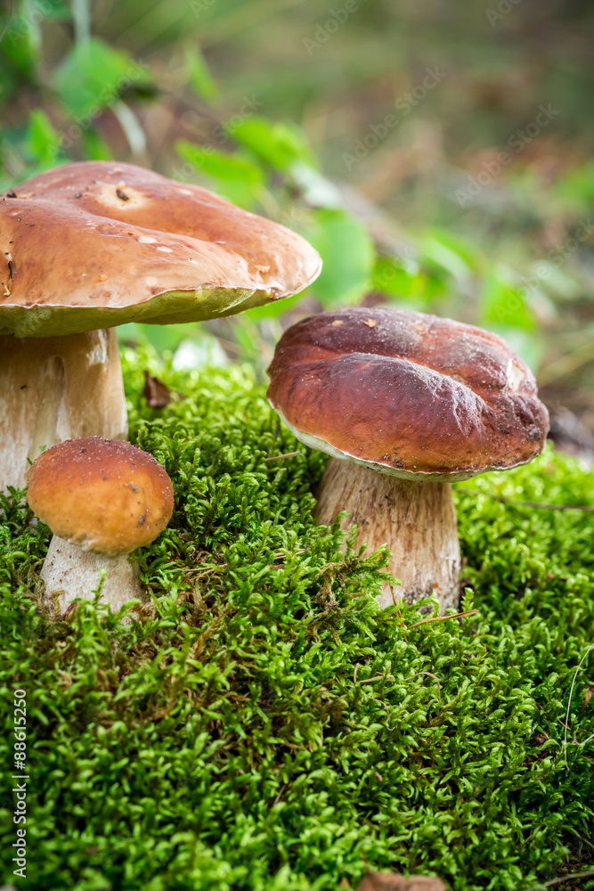 Several noble mushrooms on moss in forest Several noble mushrooms on moss in forest