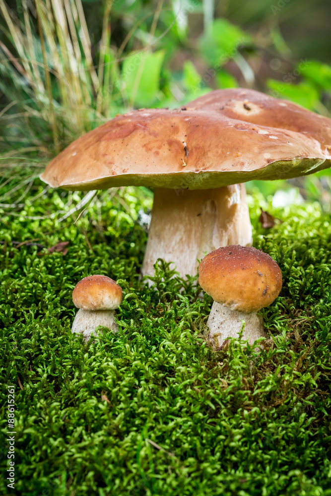 Several noble mushrooms in forest at sunrise Several noble mushrooms in forest at sunrise