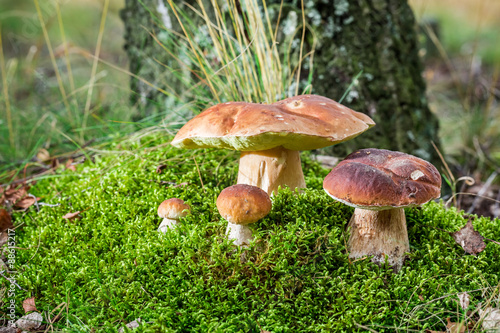 Unique noble mushrooms in forest at sunrise