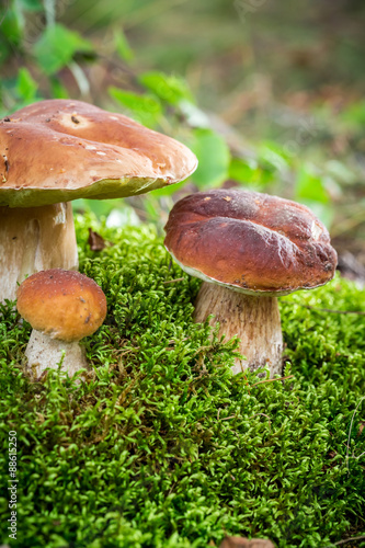 Several noble mushrooms on moss in forest