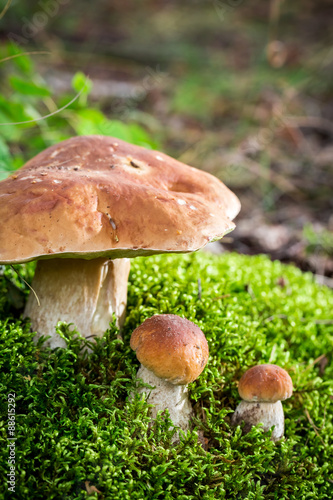 Wild noble mushrooms on moss in forest