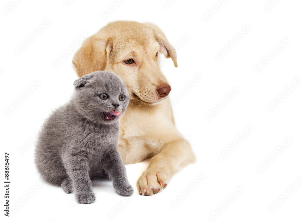 Obraz premium kitten and puppy watching