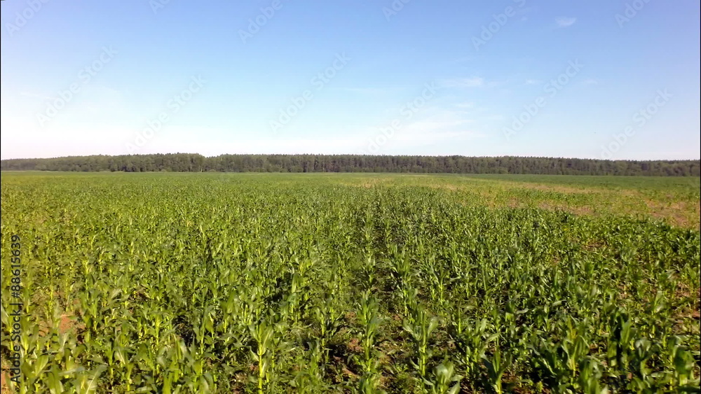field corn aerial view, fast fly field corn aerial view, fast fly