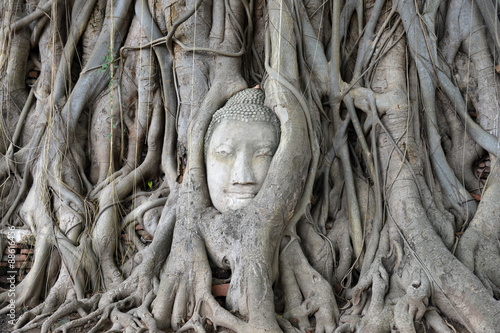 Buddha head in Tree at Wat Phra Mahathat Ayutthaya Thailand