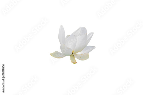 white lotus flower plants on white background