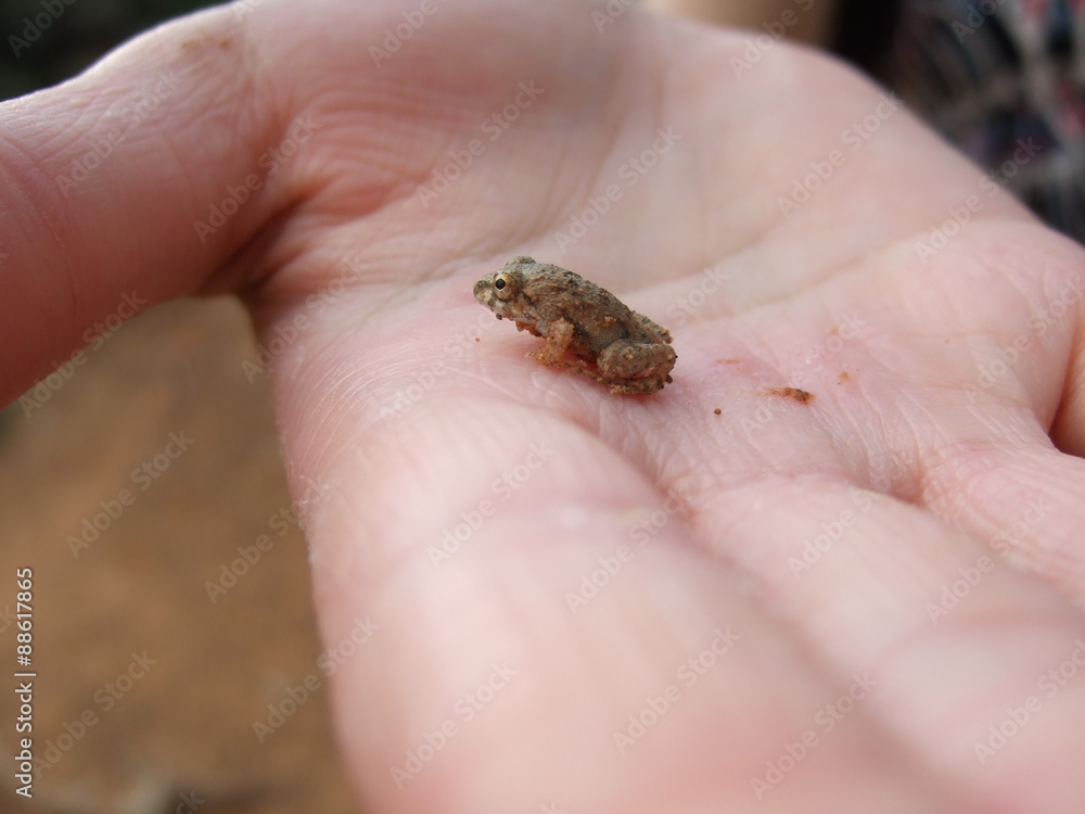 手のひらのカエル 手のひらのカエル