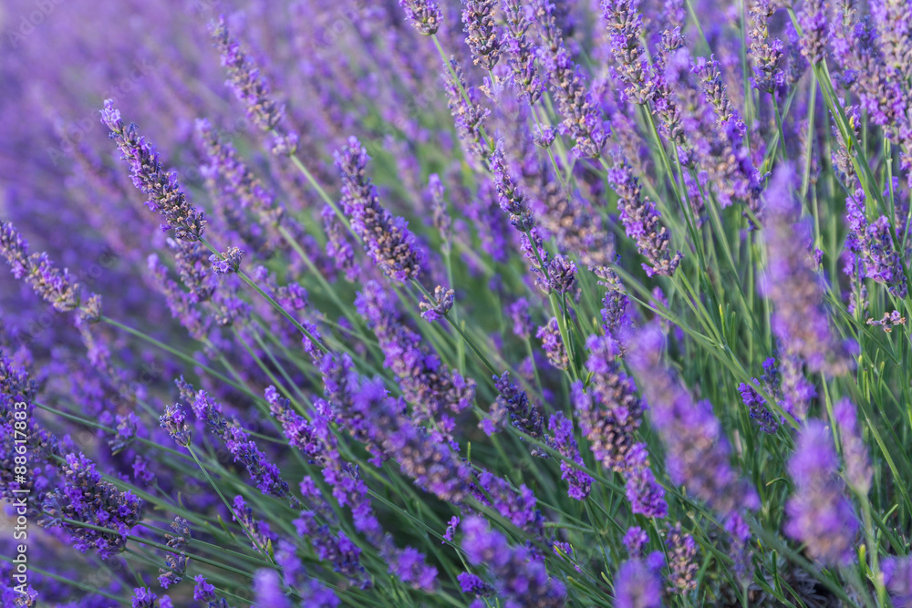 Obraz premium Beautiful fragrant lavender fields