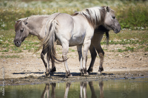 Fototapeta Naklejka Na Ścianę i Meble -  Chevaux au bord de l'eau