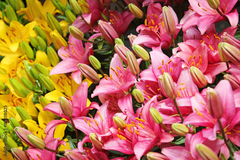 Obraz premium close up of pink and yellow lily flowers