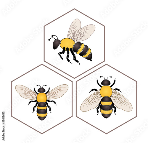 Bee on honey cell set isolated on white background vector eps 10