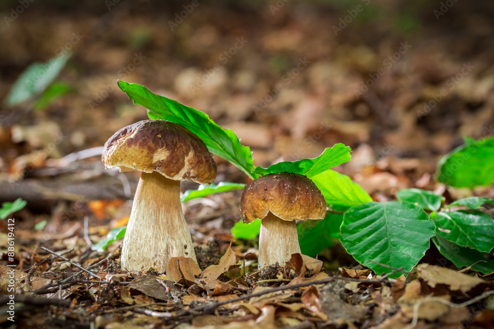 Two boletus mushrooms in oak forest Two boletus mushrooms in oak forest
