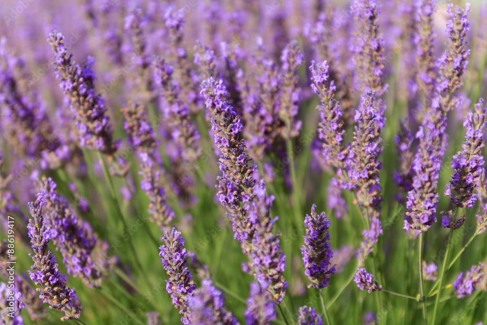 Naklejka premium Beautiful fragrant lavender fields