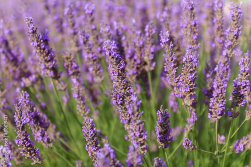 Beautiful fragrant lavender fields