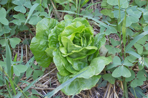 Lattuga nell'orto sinergico