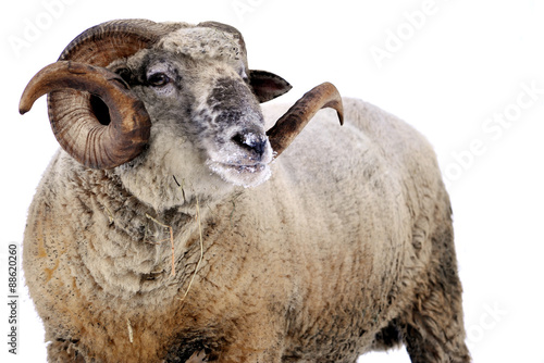 Bilde på lerret Ram