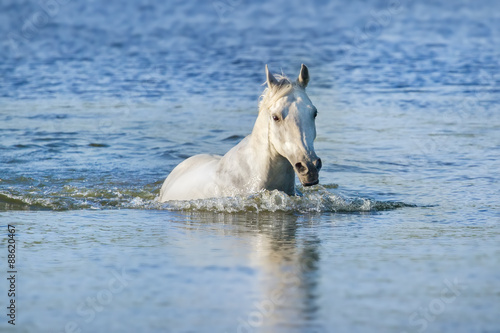 Portrait of beautiful white arabian horse swimming in blue water