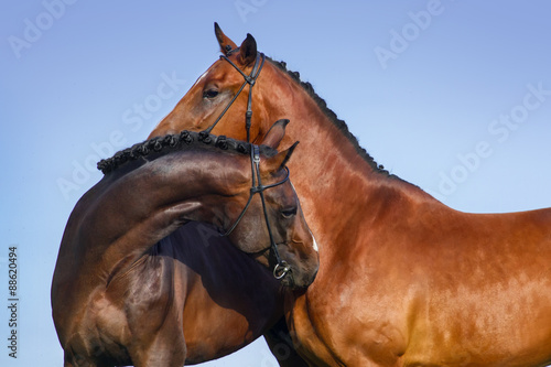 Two beautiful bay horse couple portrait against blue sky