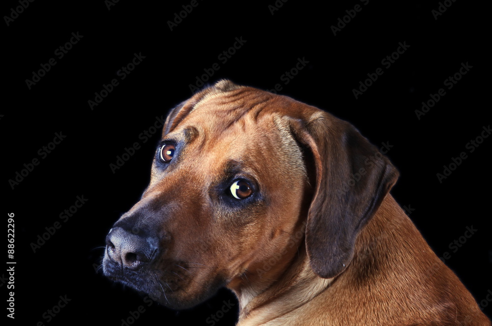 Australien Ridgeback - Blick zurück Stock-Foto | Adobe Stock