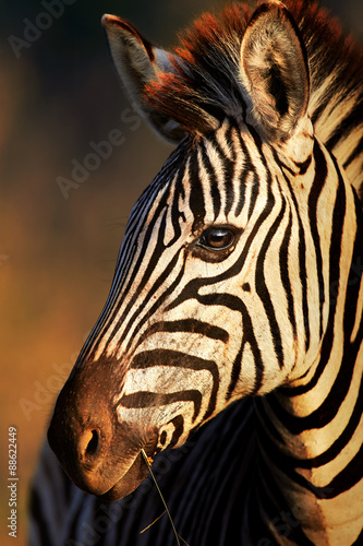 Zebra portrait close-up #88622449