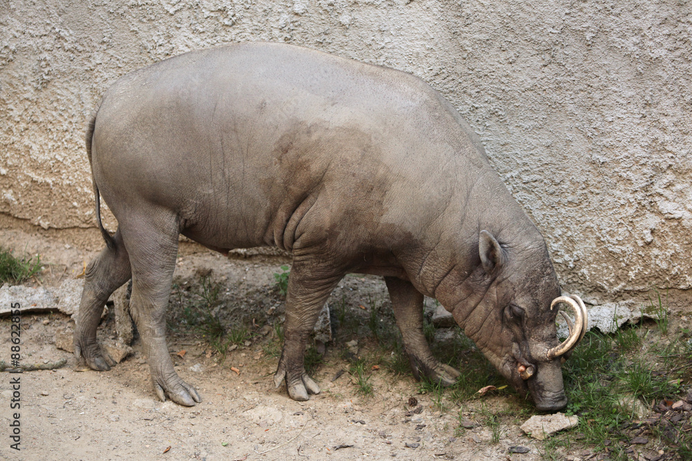 Fototapeta premium Sulawesi babirusa (Babyrousa celebensis).