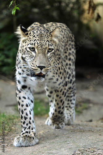 Persian leopard  Panthera pardus saxicolor .