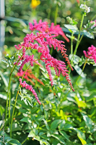 Астильба Тунберга Страуссенфедер (Straussenfeder). Свисающие розовые соцветия крупно