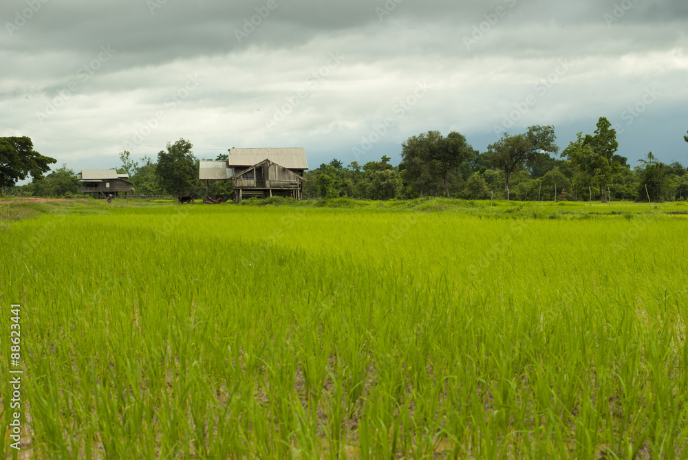 Small hut at the end of the rice field Small hut at the end of the rice field