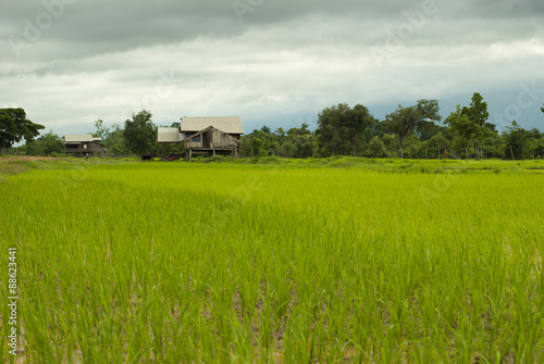 Small hut at the end of the rice field
