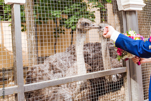 Ostrich in zoo