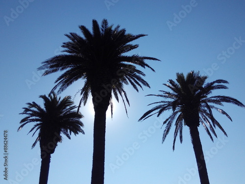 Three palms and the sun © lurialur