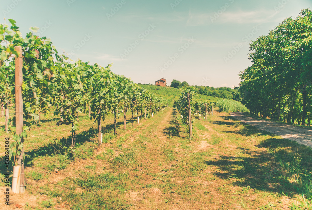 Fototapeta premium Vineyards